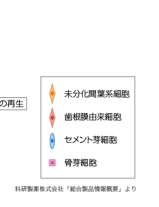 「トラフェルミン」による歯周組織再生の仕組み06